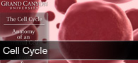 The Cell Cycle