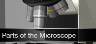 Parts of the Microscope