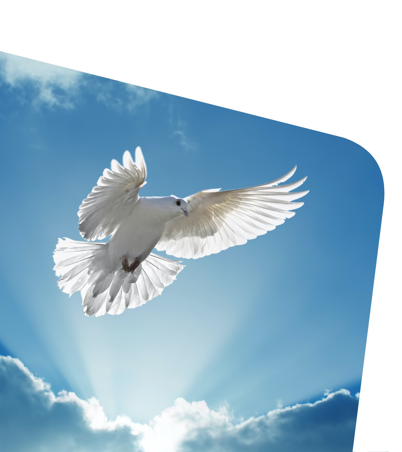 Holy Spirit dove flies in blue sky